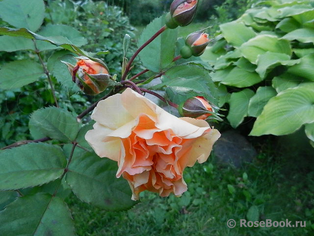 Rose de Gerberoy ®