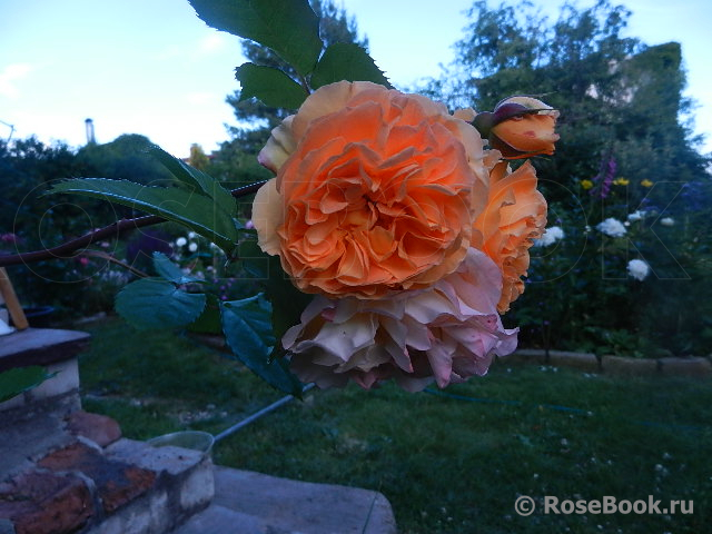 Rose de Gerberoy ®