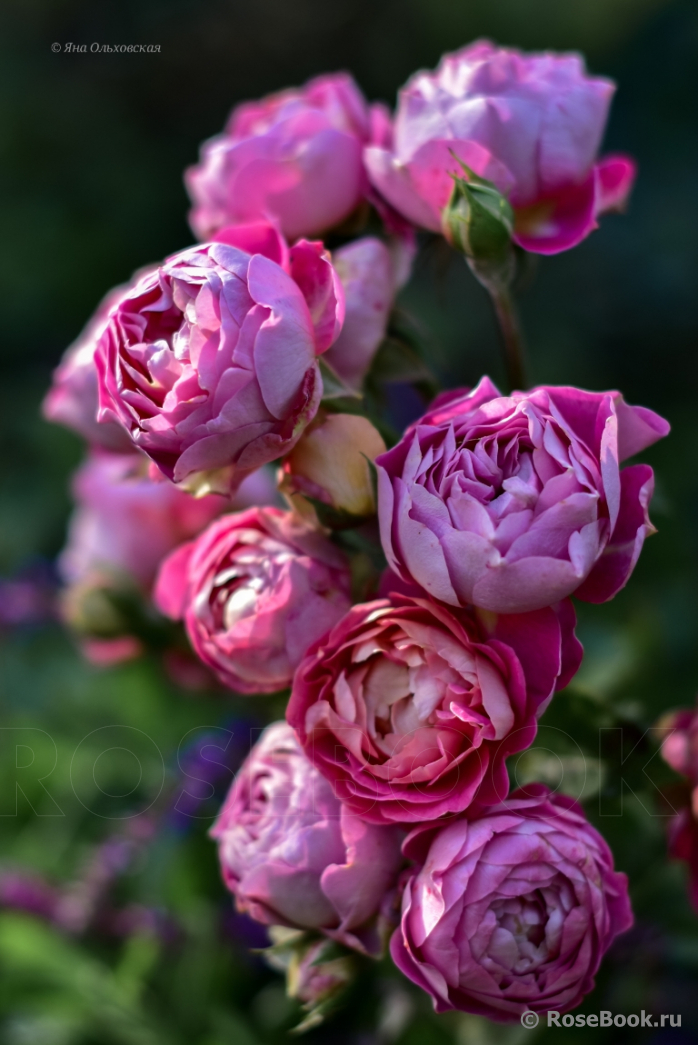 Centenaire de l'Haÿ-les-roses ®