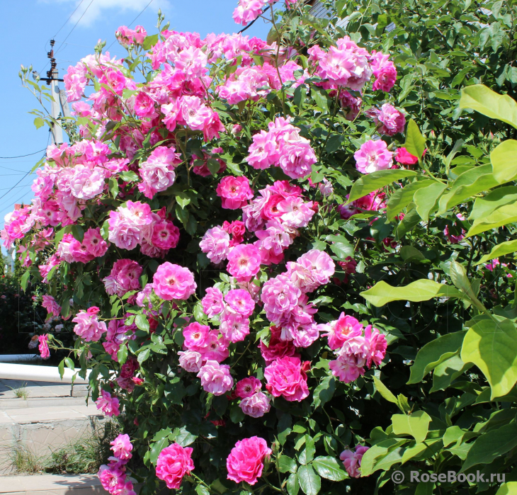 Brilliant Pink Iceberg