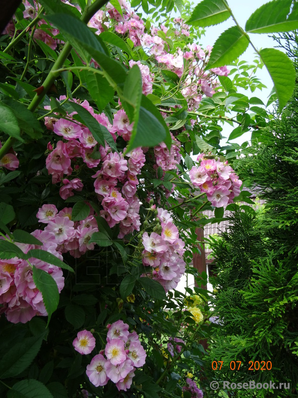 Apple Blossom 