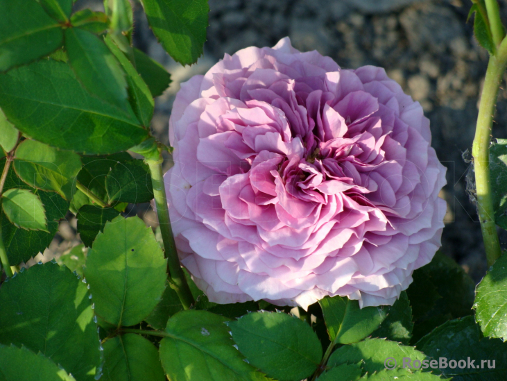 Lavender Ice