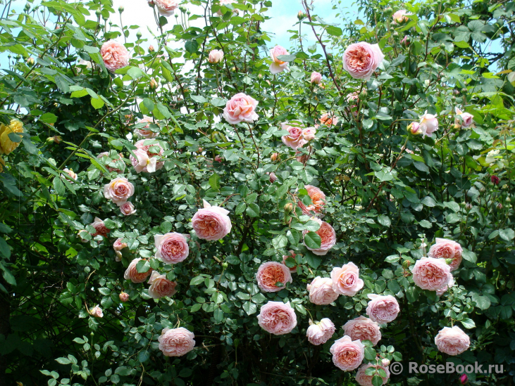 Abraham Darby