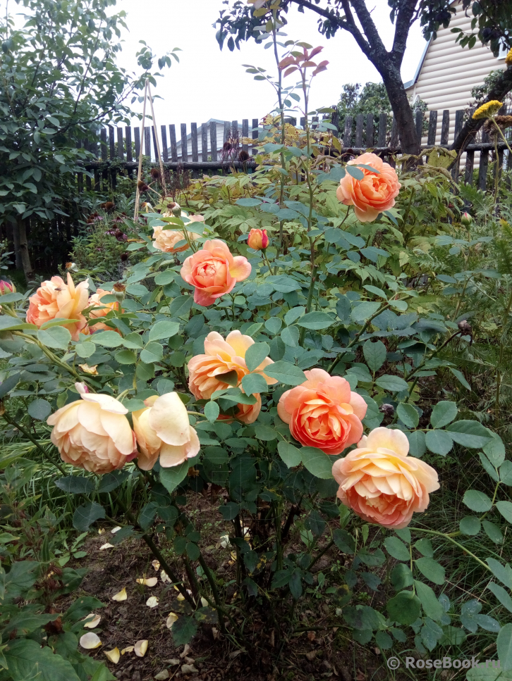 Lady of Shalott 