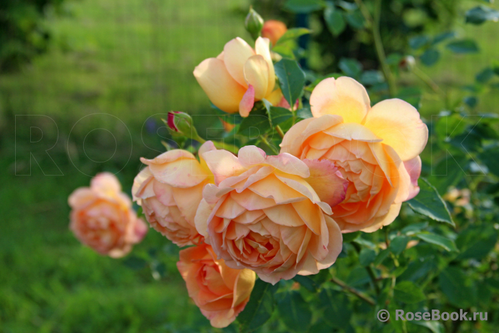 Lady of Shalott 