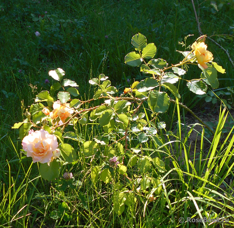 Easlea's Golden Rambler 