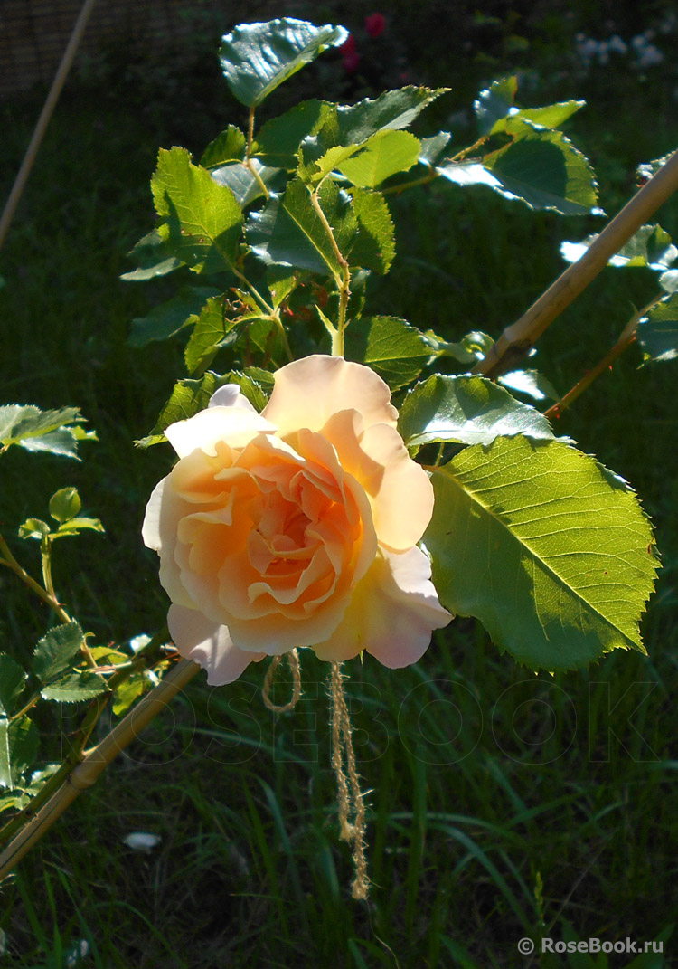 Easlea's Golden Rambler 