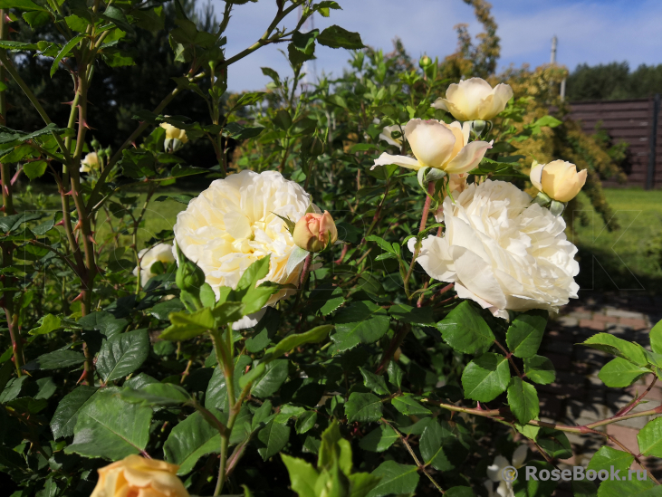 Crocus Rose® 