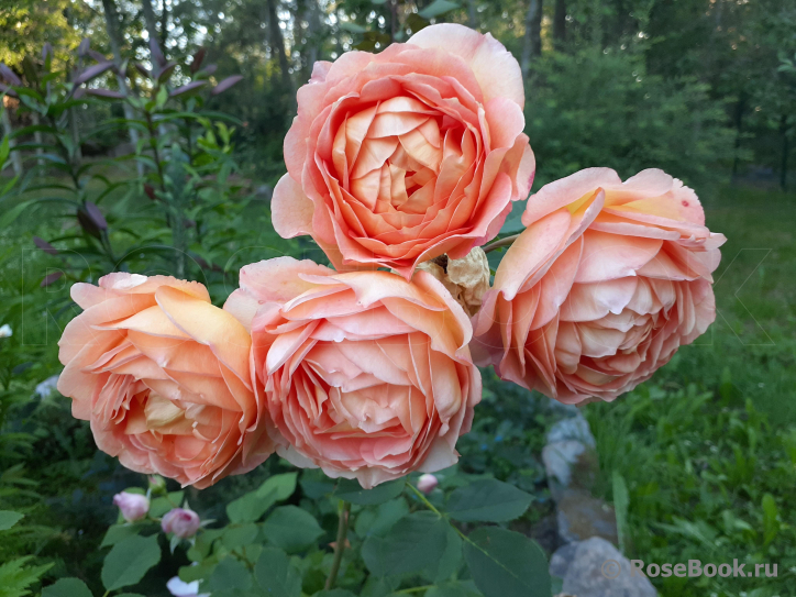 Lady of Shalott 