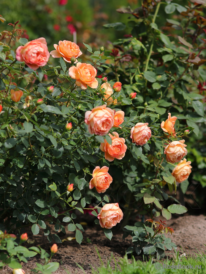 Lady of Shalott 