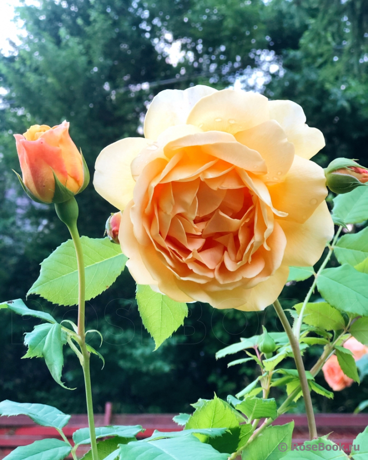 Lady of Shalott 