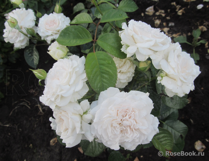 Great North Eastern Rose 