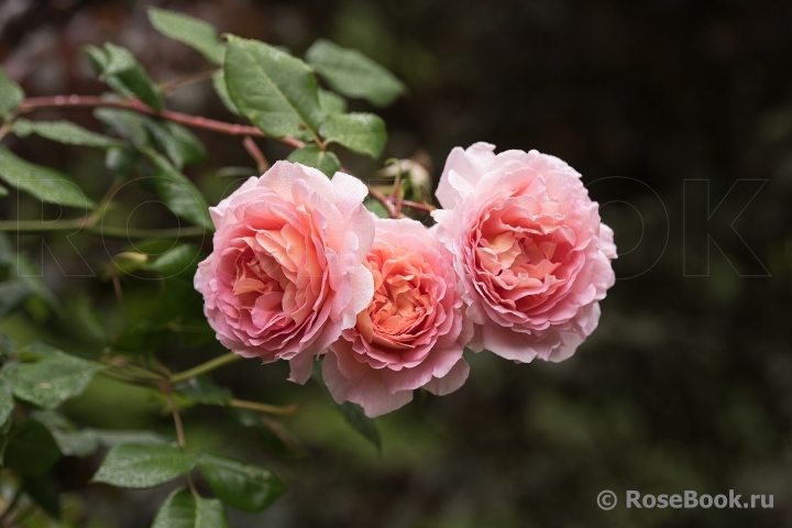 Abraham Darby