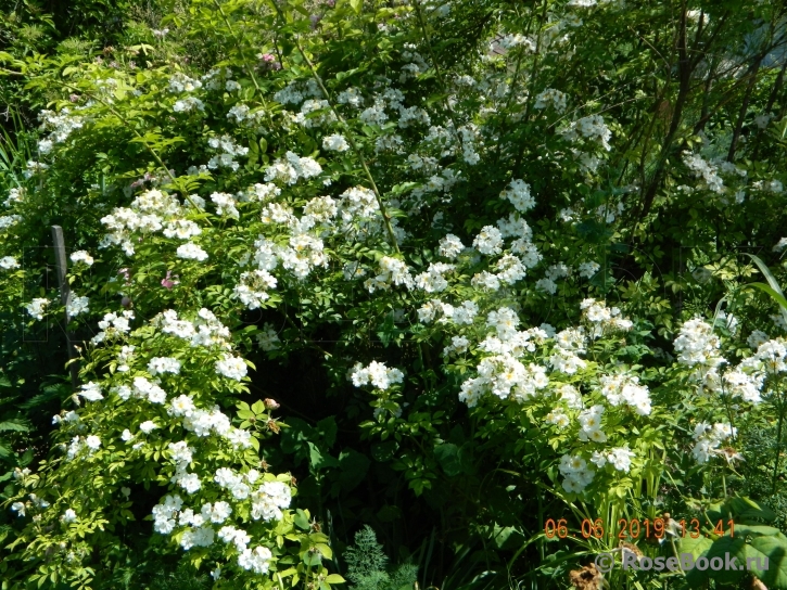 Rosa helenae 'Semiplena'