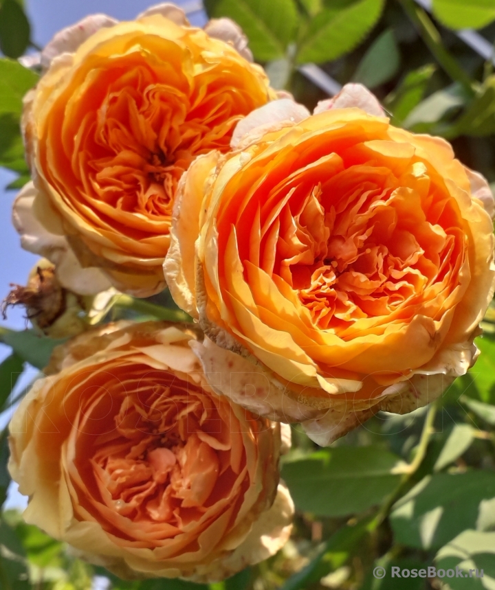 Crown Princess Margareta®