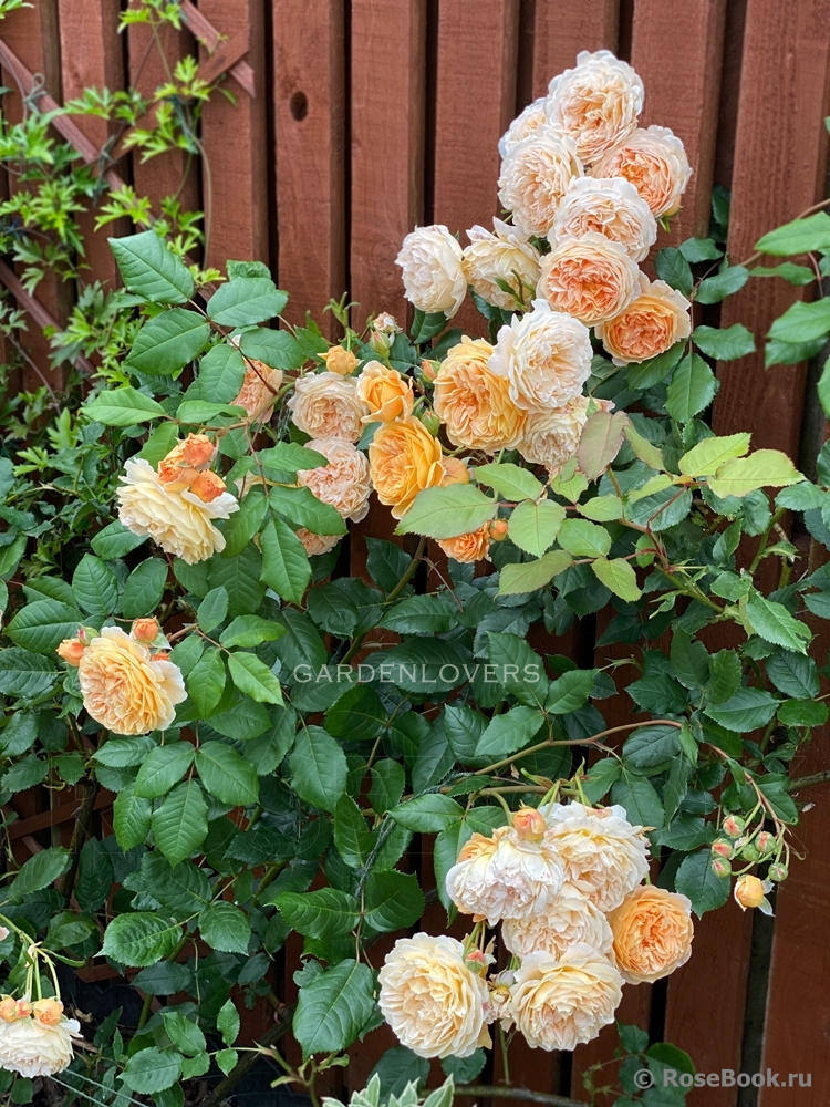 Crown Princess Margareta®