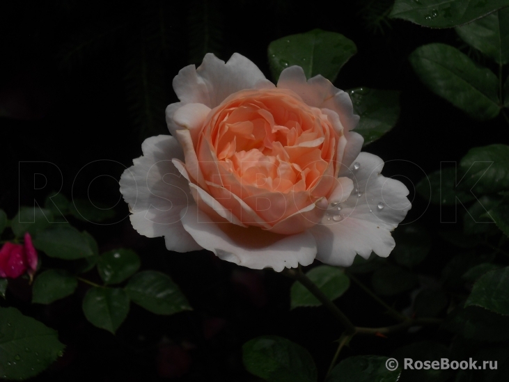 Ambridge Rose 