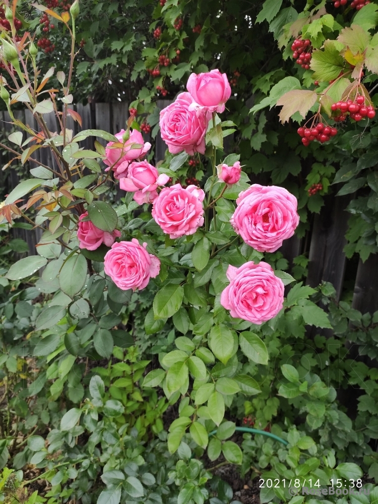 La Rose de Molinard ®