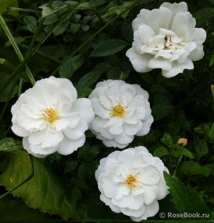 Bees Paradise Rose White