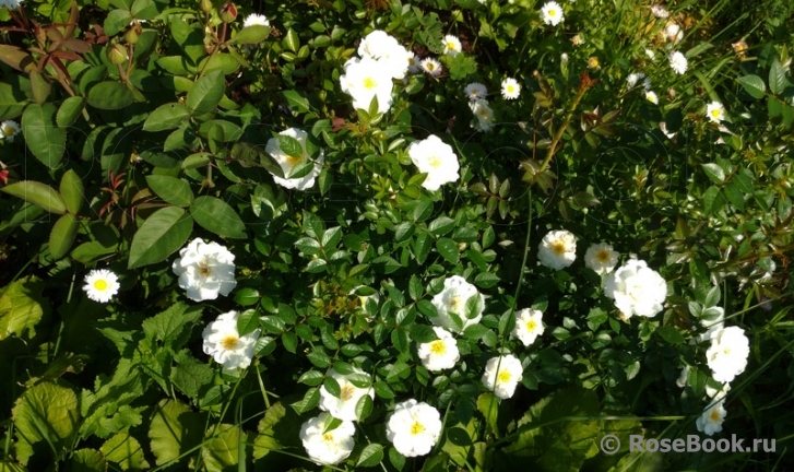 Bees Paradise Rose White