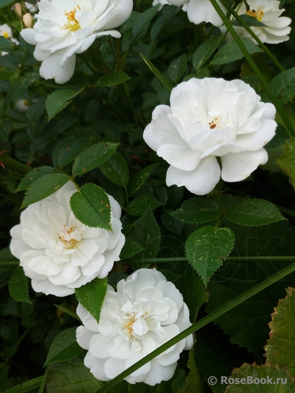 Bees Paradise Rose White