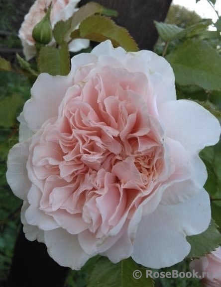 Rose de Tolbiac ®