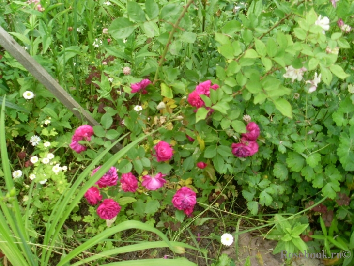 Crimson grandiflora