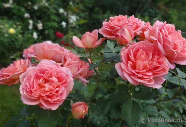 Pink Lady of Shalott