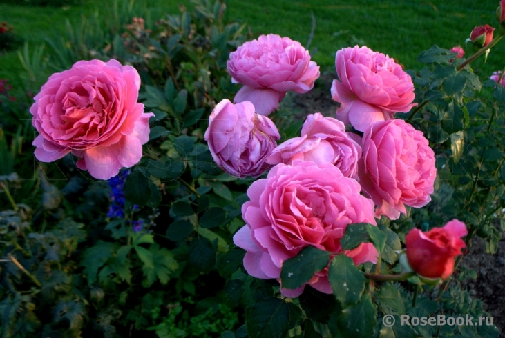 Princess Alexandra of Kent 