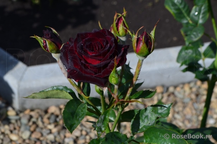 Black Baccara