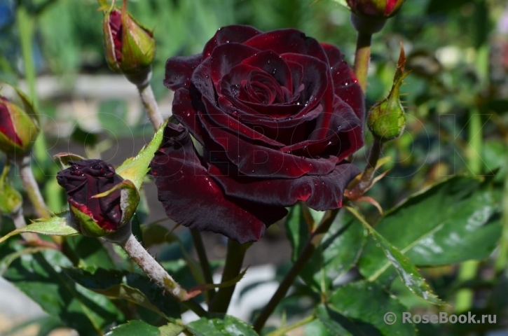 Black Baccara