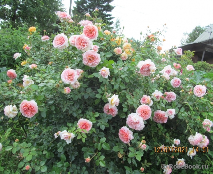 Abraham Darby