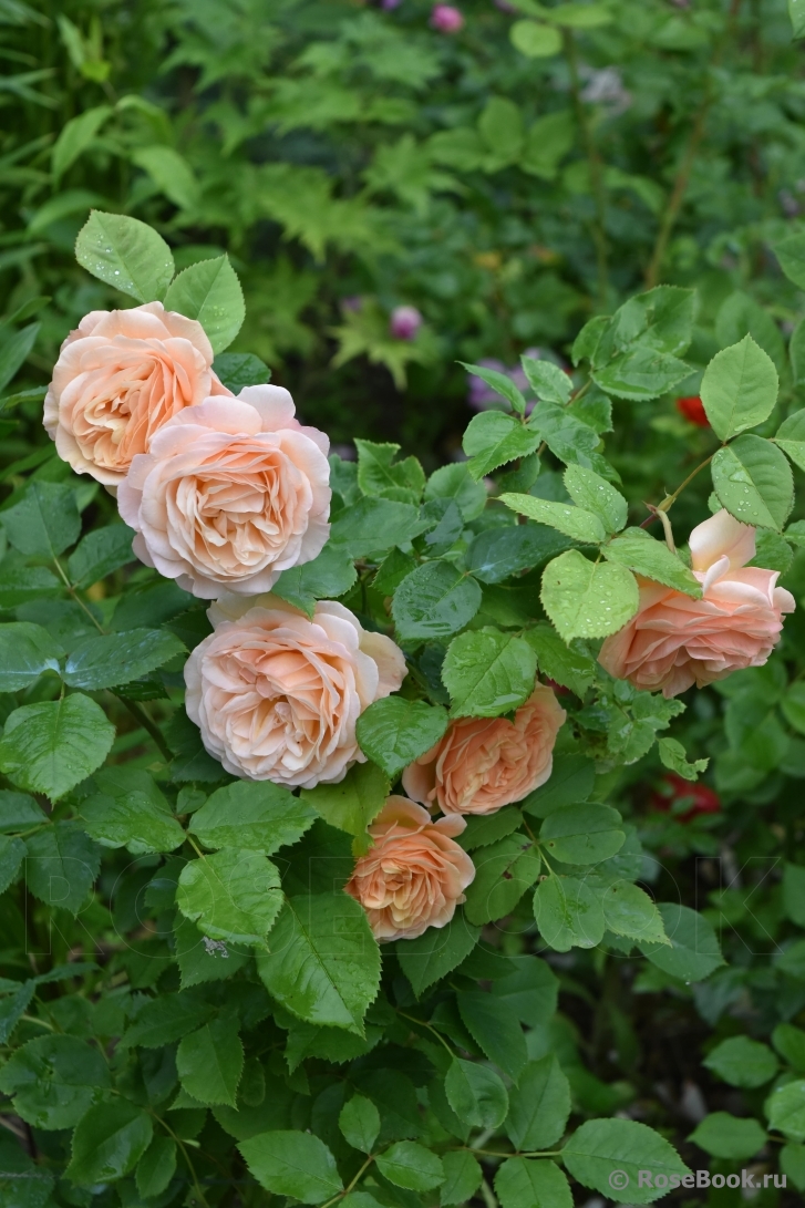 Crown Princess Margareta®