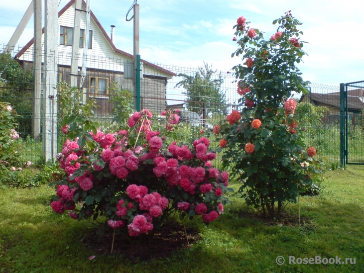 Rosarium Uetersen