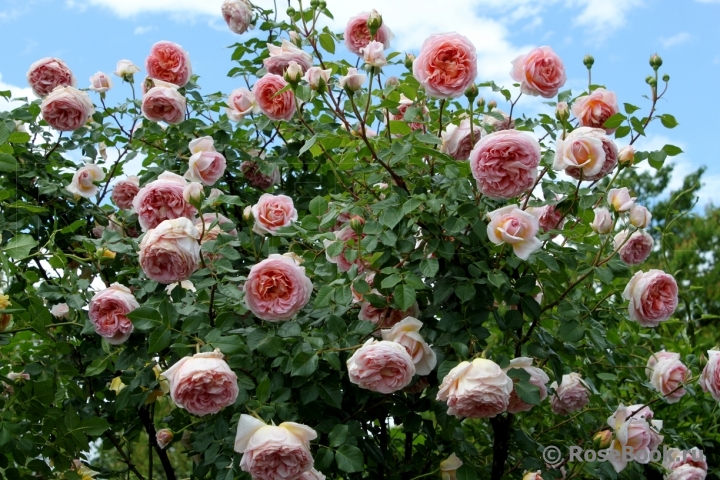 Abraham Darby