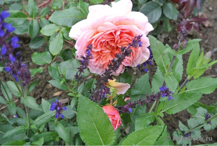 Abraham Darby