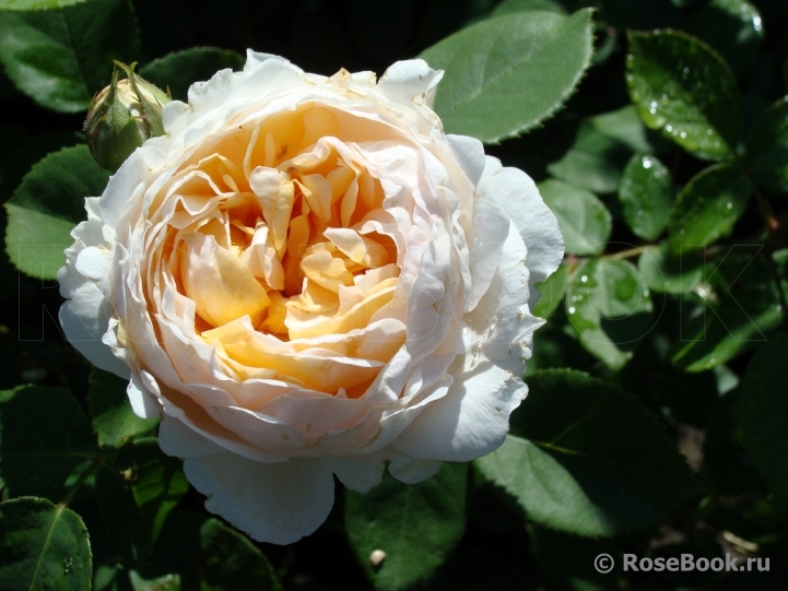 The Lady Gardener