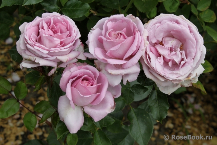 La Rose du Petit Prince