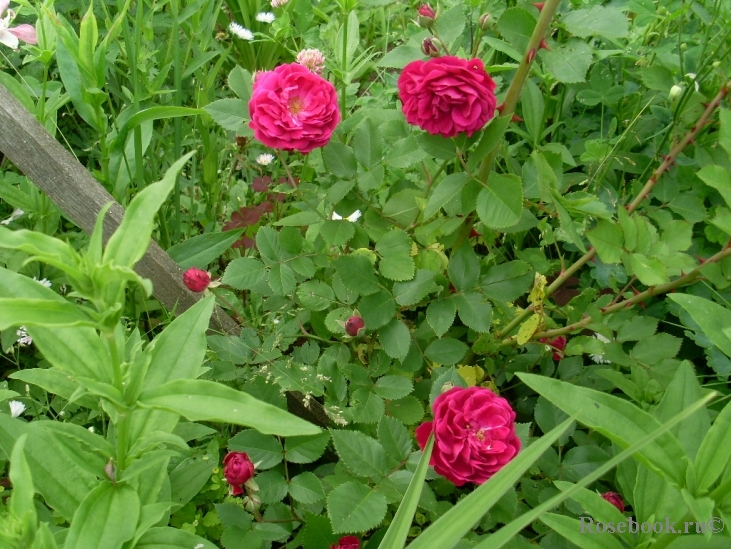 Crimson grandiflora