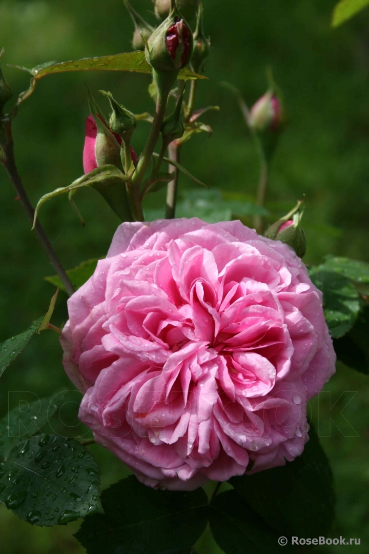 Gertrude Jekyll