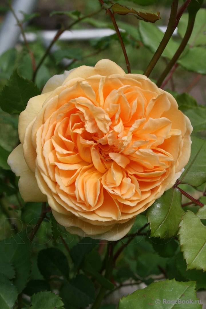 Crown Princess Margareta®