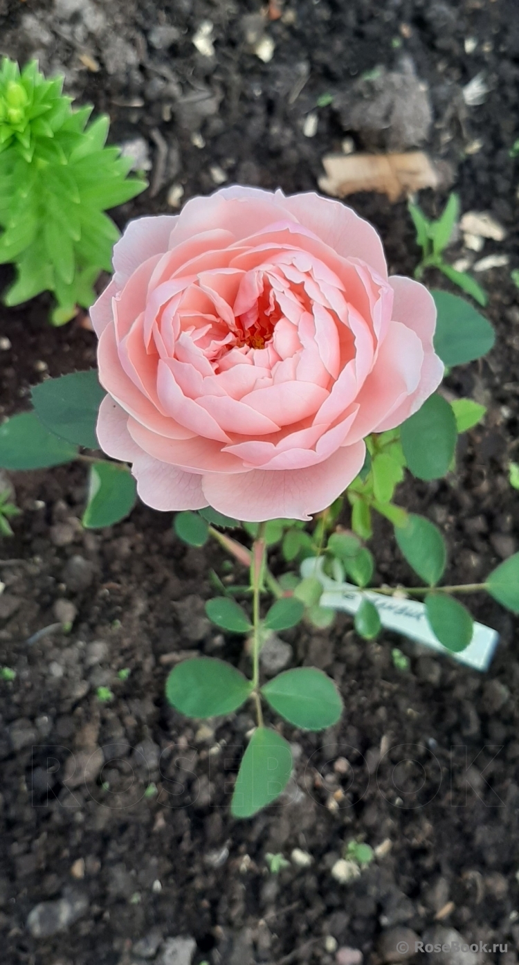 The Alnwick Rose