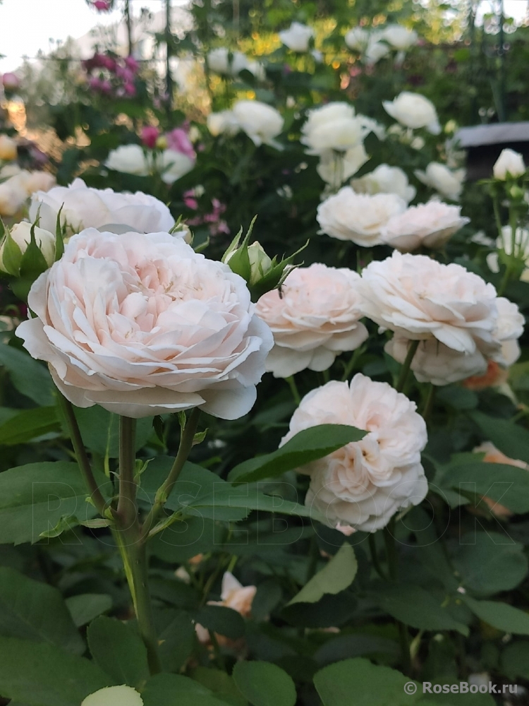 The Lady Gardener