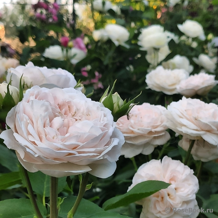 The Lady Gardener