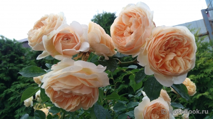 Crown Princess Margareta®