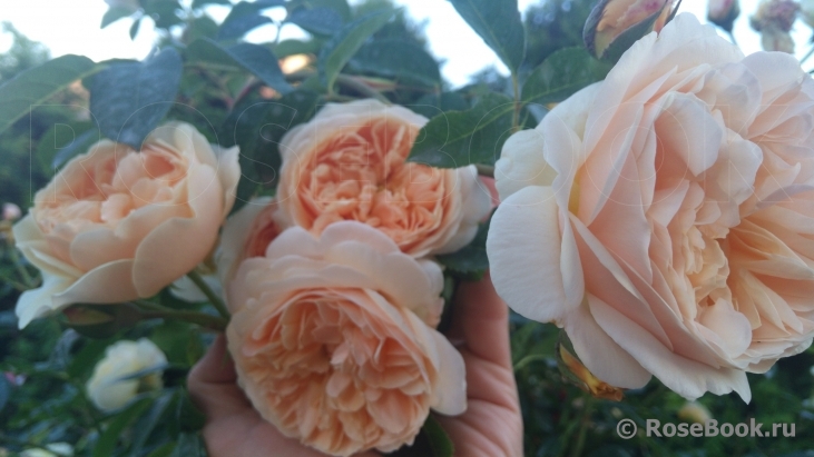 Crown Princess Margareta®