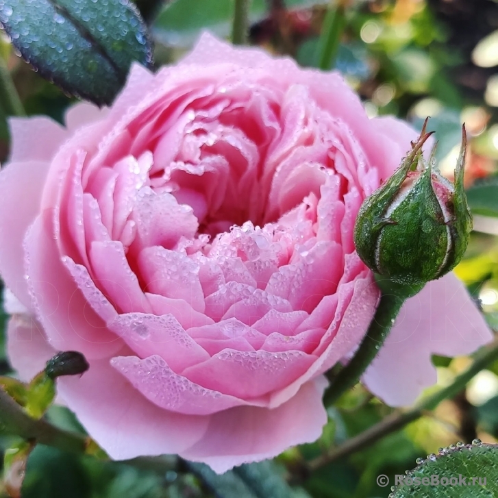 The Alnwick Rose