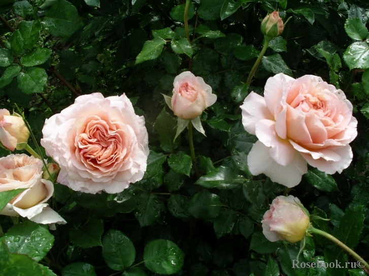 Abraham Darby