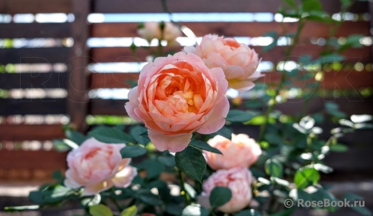 Lady of Shalott 