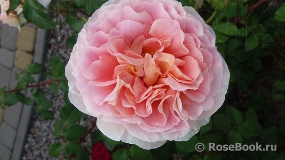 Abraham Darby